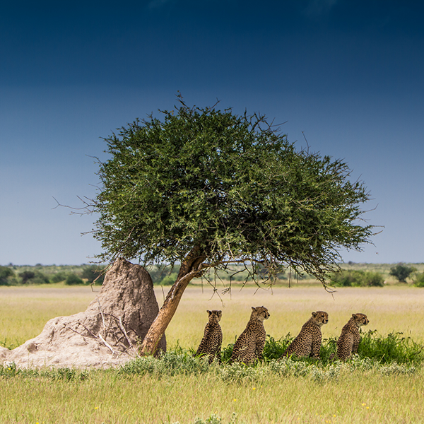 Leoparden