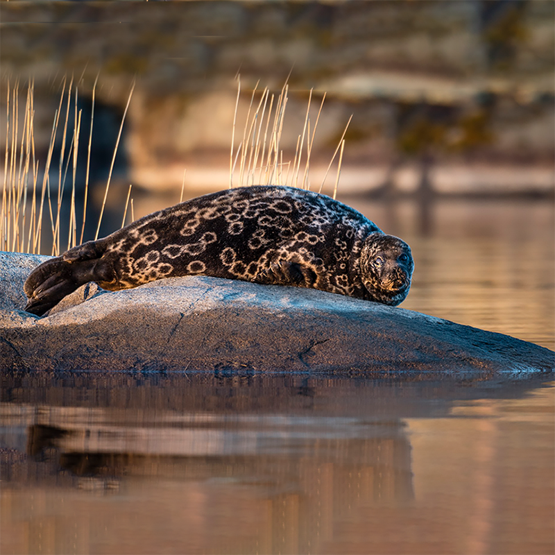 saimaa ringed seal 3