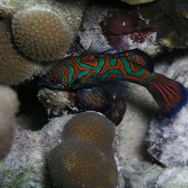 Mandarinfish